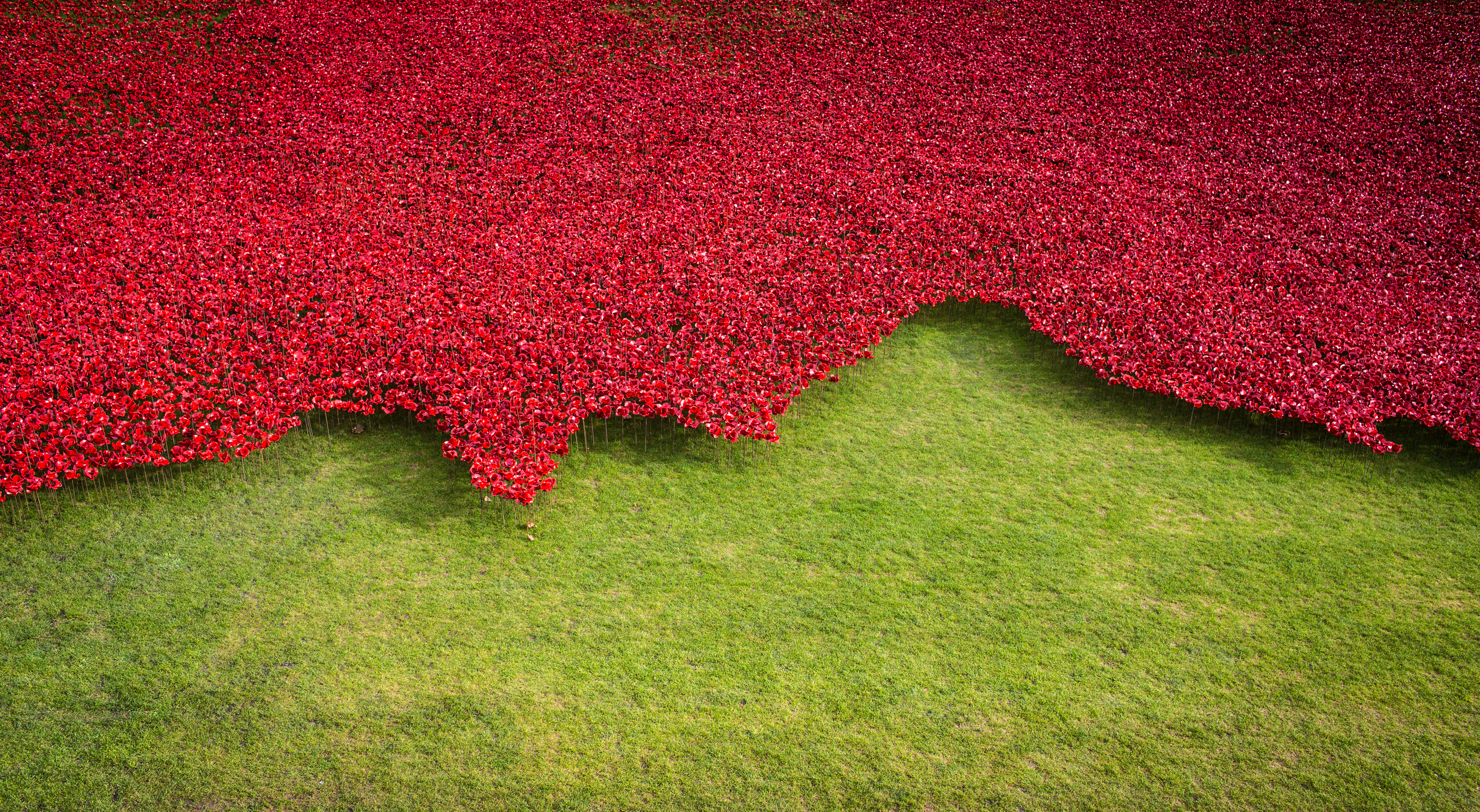 Seashore of Poppies