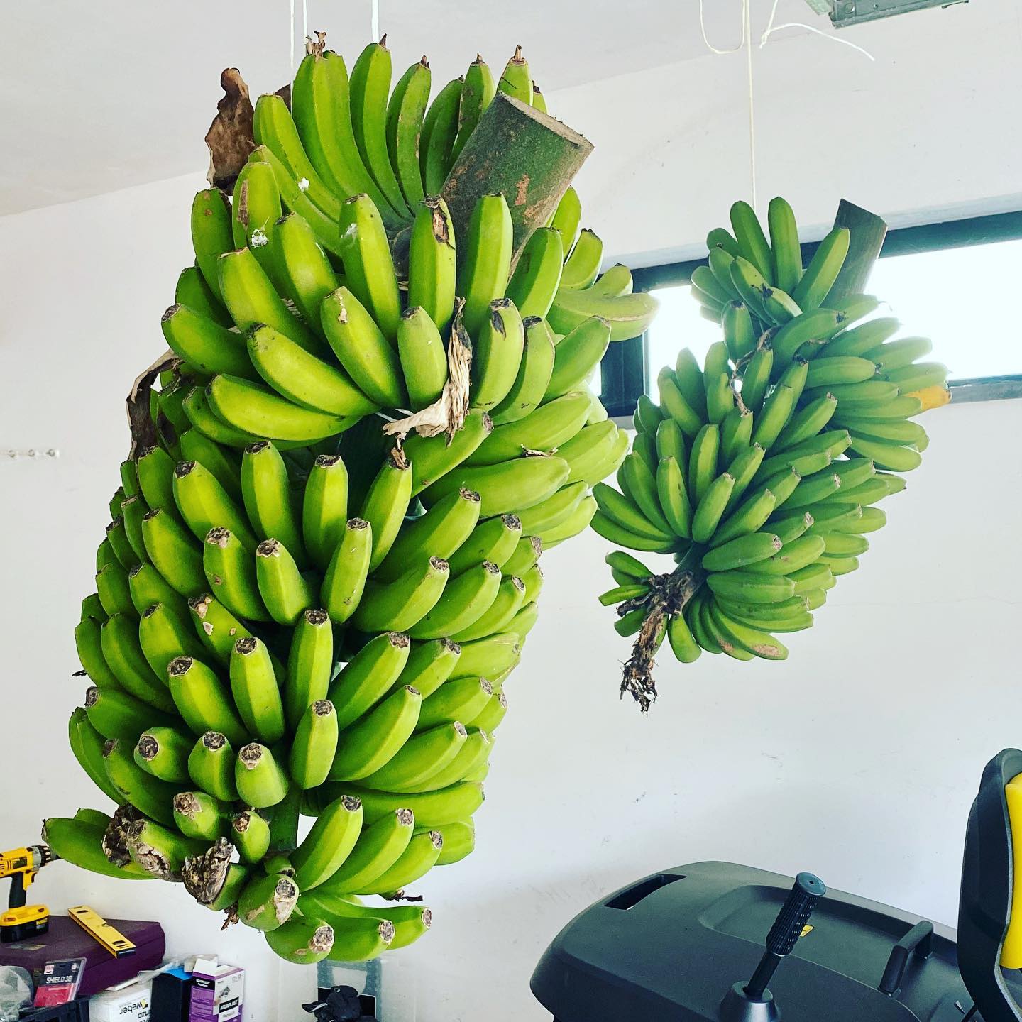 More bananas  from my backyard