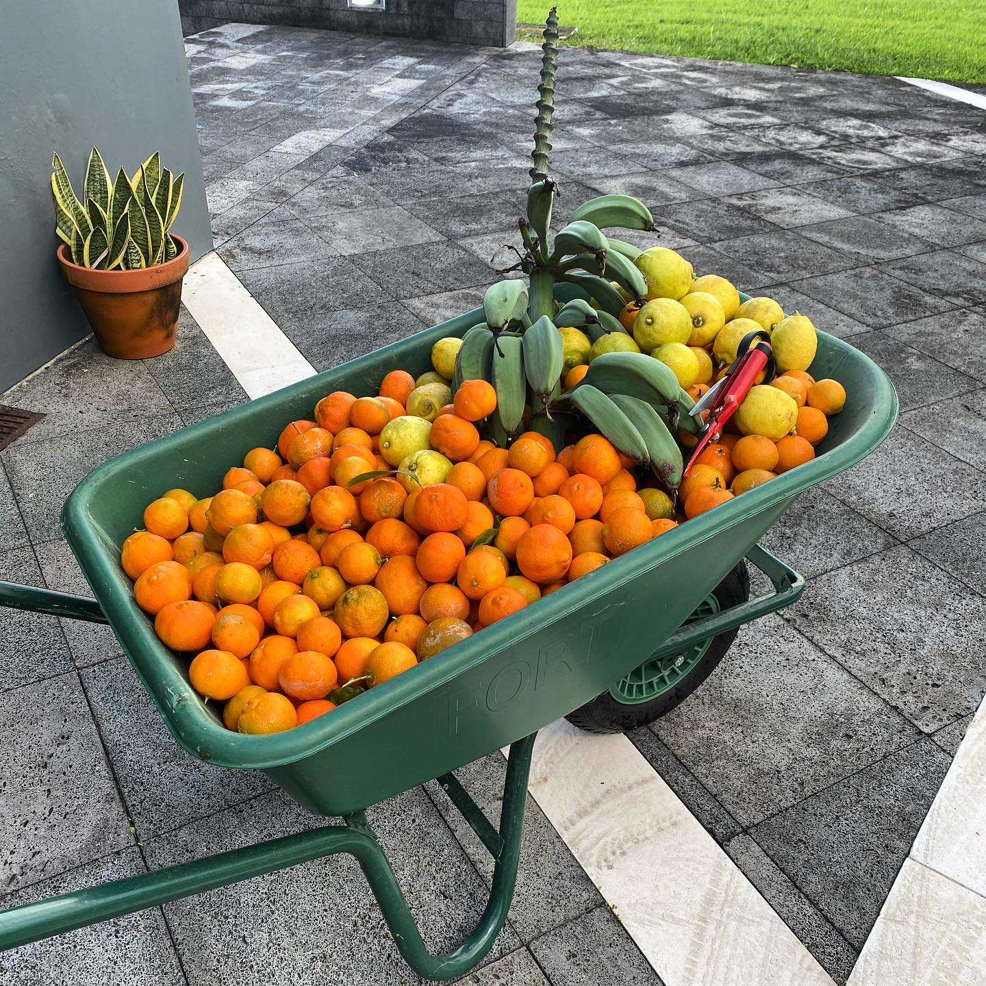 We gathered maybe ⅓ of what’s on the Lemon trees, amazing how packed they are !