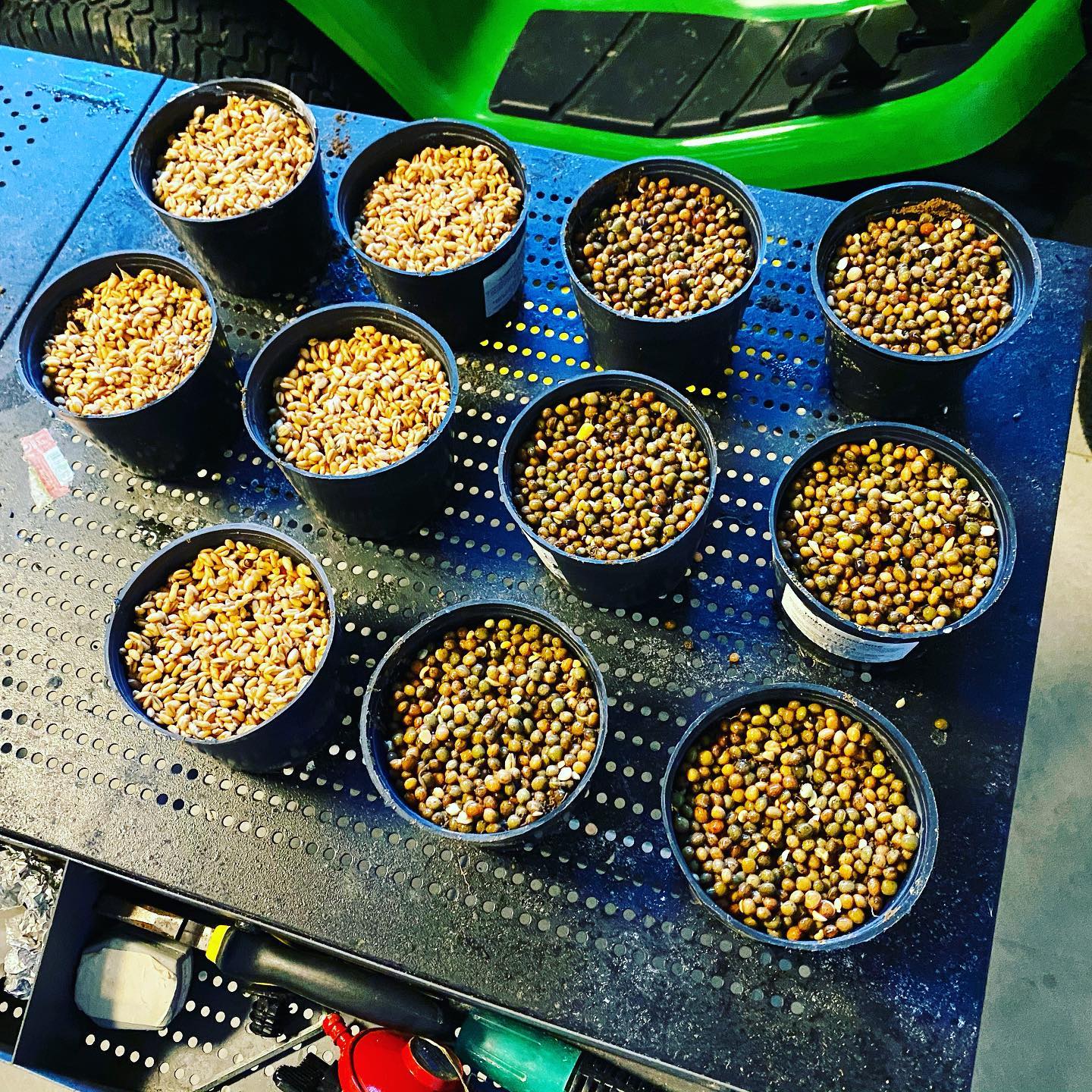 A esposa pediu que eu plantasse Ervilhaca e Trigo … algo que nunca pensei que estaria a fazer um dia, mas é a época de Natal, se ela quer, aqui está :) .. só falta cobrir com um pouco de terra