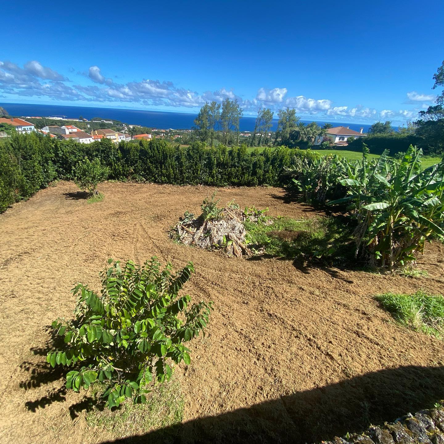 We have been tilling the land on the banana tree orchard area, cleaning up to add a few more fruit/citrus trees