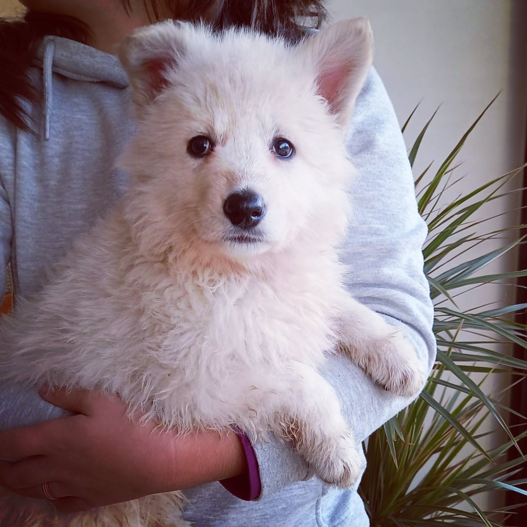 Cocaine ‘Coca’ is growing up ! 🦮, breeder says another week and he should be flying over to Azores !