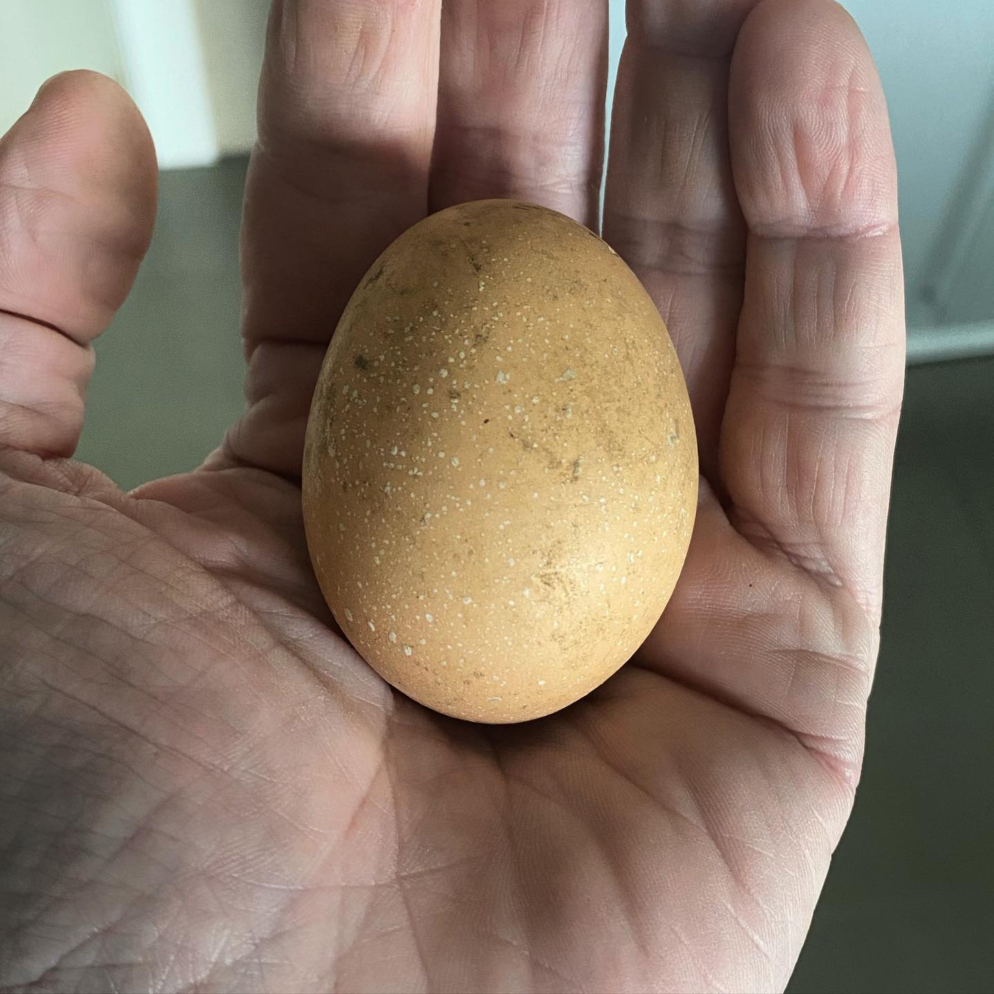 Finally !! My chicken 🐓 have laid their first egg 🥚…