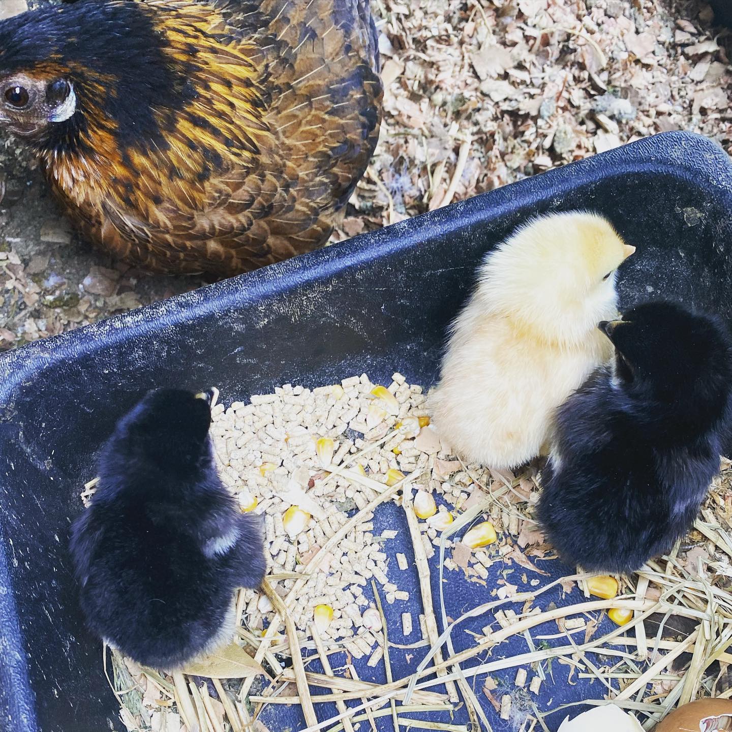 3 so far, one more in the process of hatching today