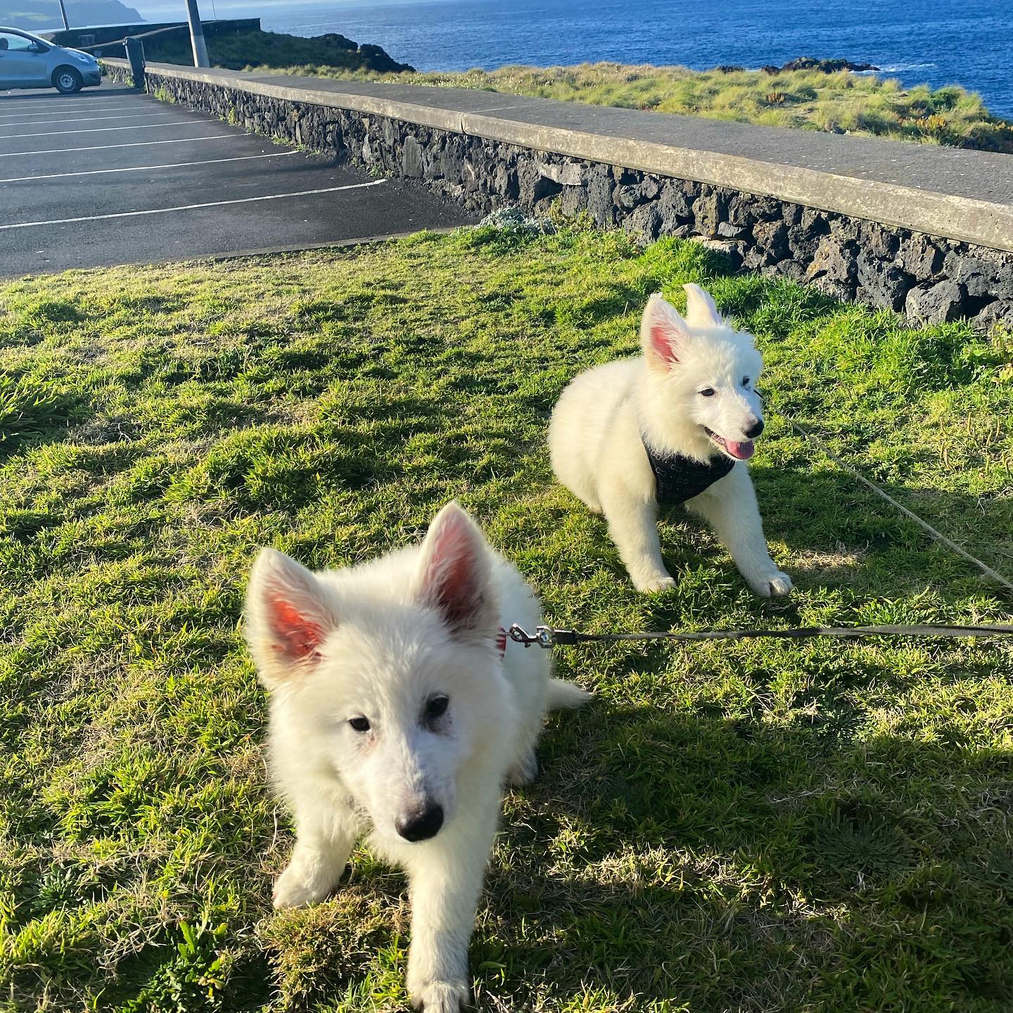 Taking these two for a walk
