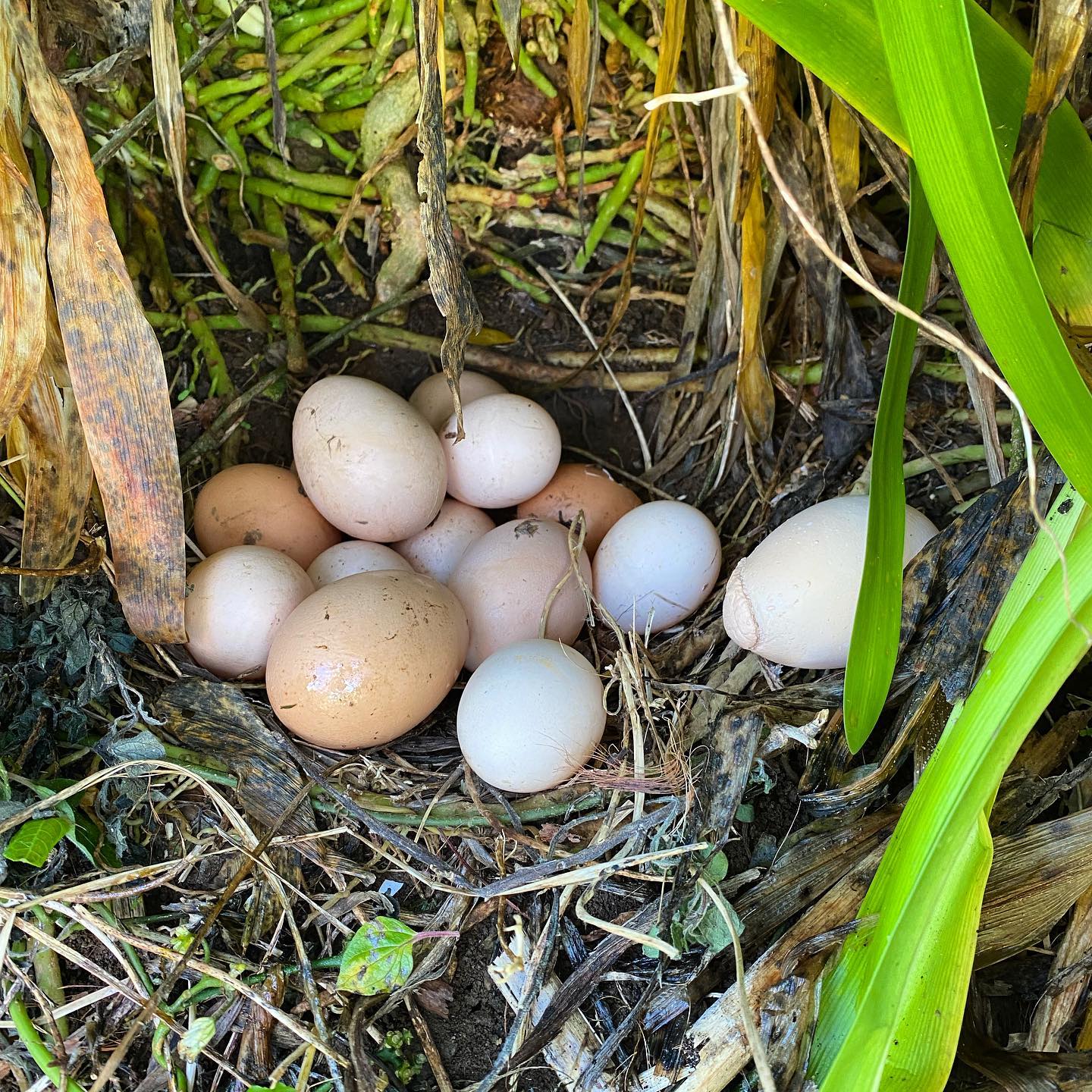 I’ve discovered another egg 🥚 cache !! … they keep hiding them and I keep finding them … #hideandseek