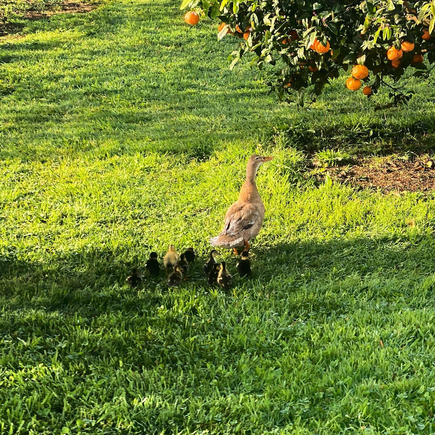 Dang, we got 10 ducklings that hatched … afraid what the dogs might do if they find them !!