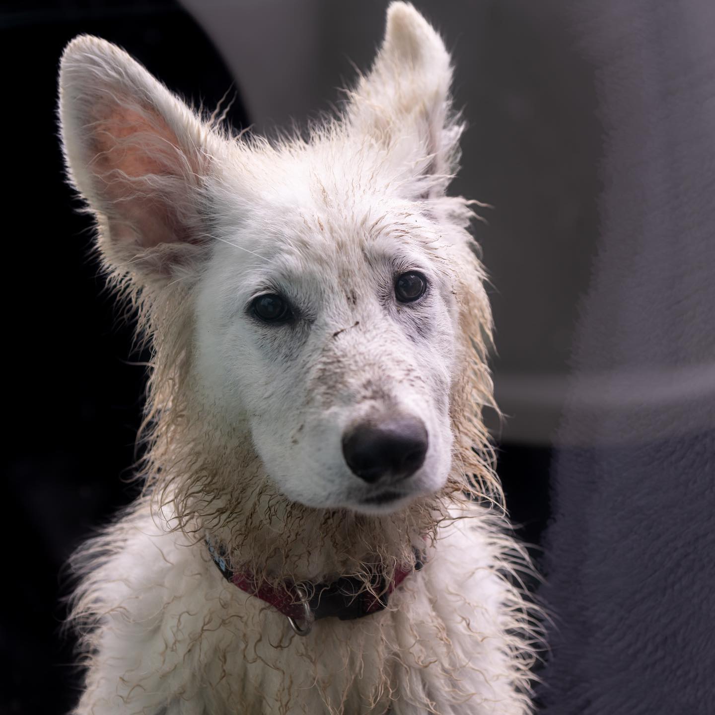 A very dirty dog !!! Keta jumped on the pond …