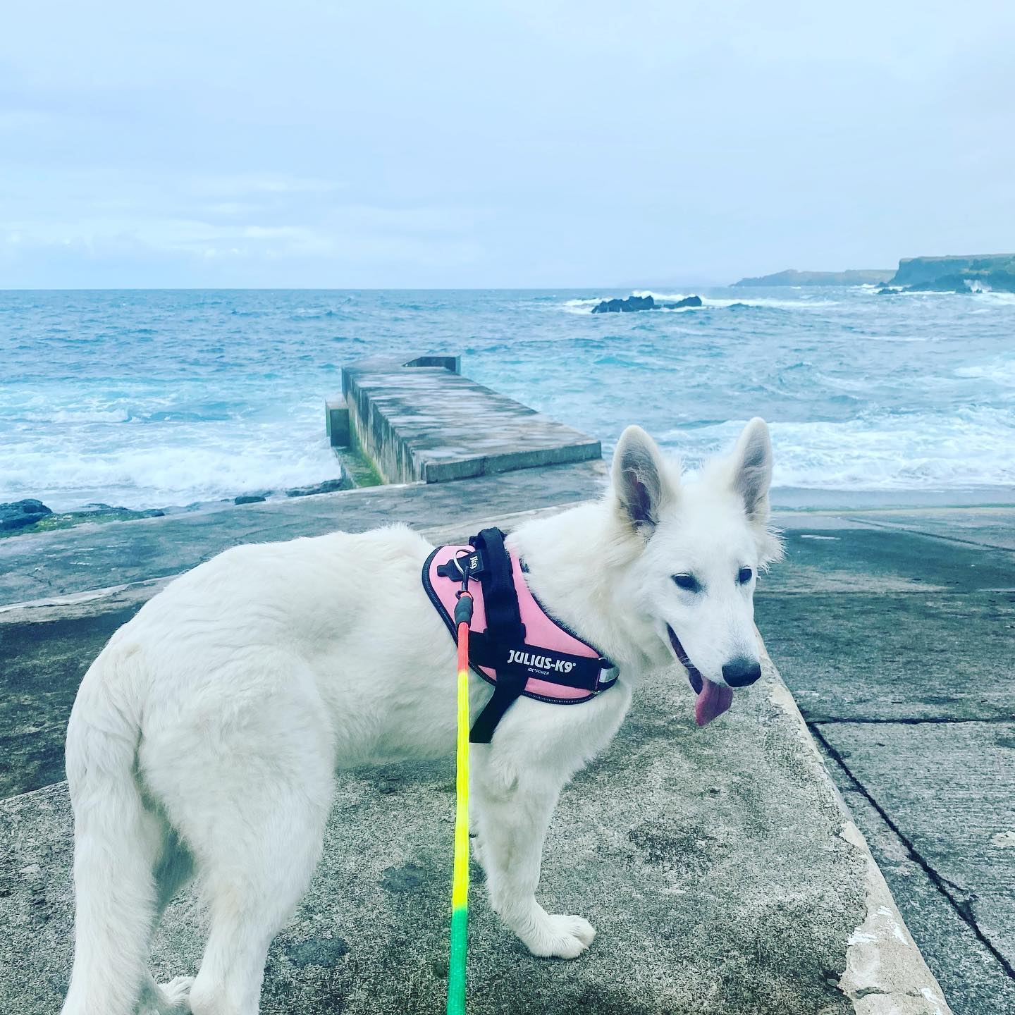 Keta contemplates jumping in … 🦮