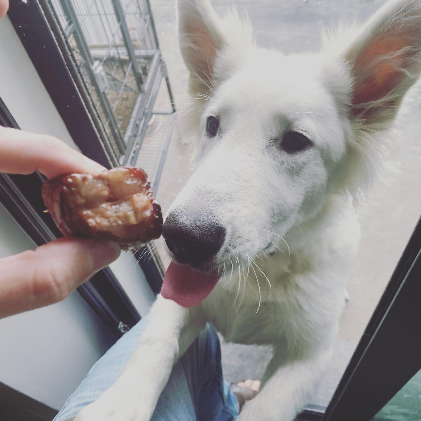 Look at that face !! steak 🥩!!! #Keta