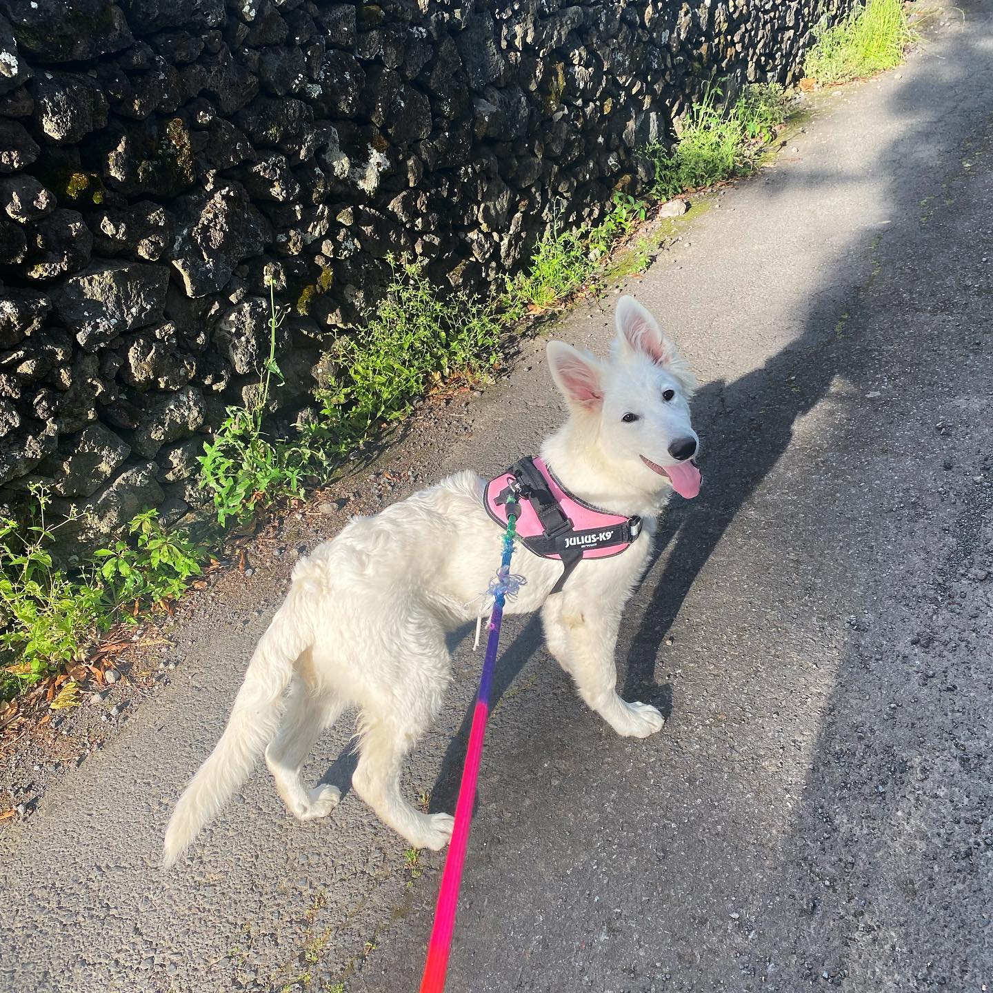 Time for a walk with Keta