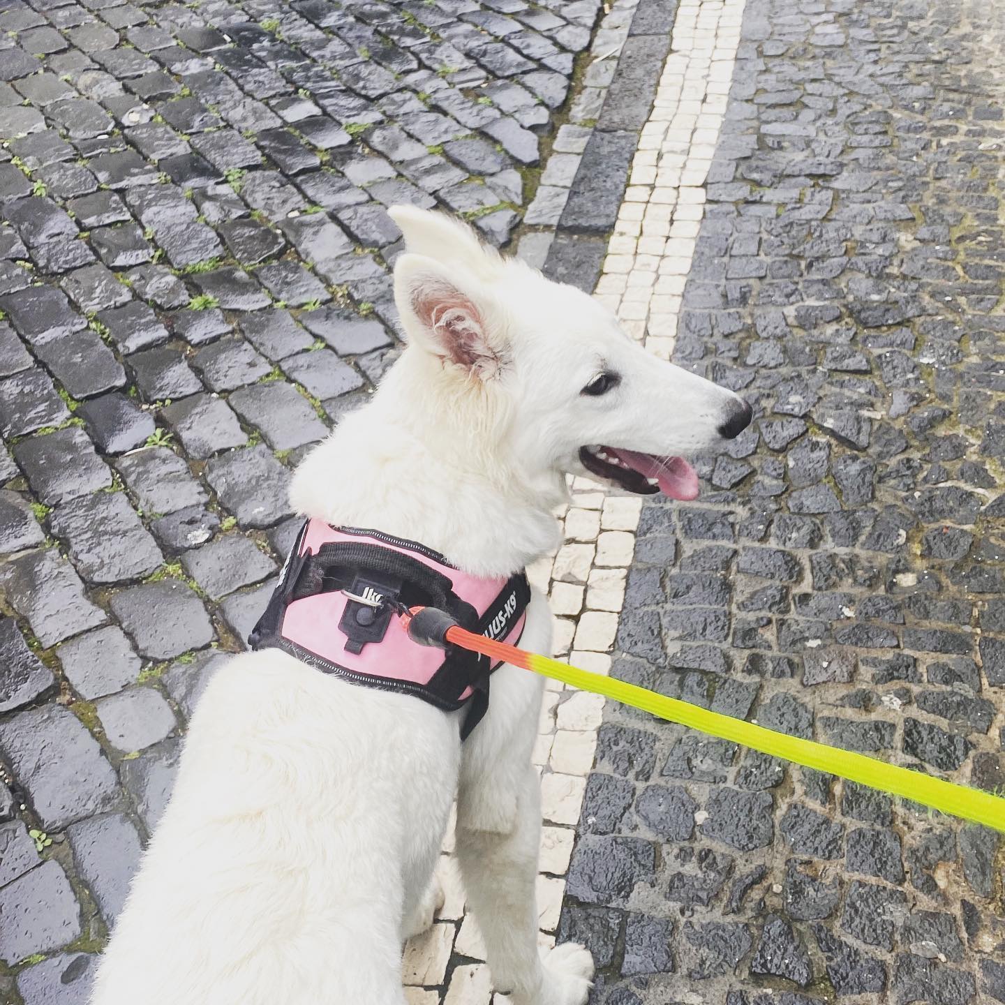 A Keta hoje foi passear em Ponta Delgada, deve ter feito uma dezena de novos amigos, mesmo com o tempo de chuva toda a gente queria parar e brincar com ela, é deveras muito amorosa, mas como de cão de guarda não vai valer nada