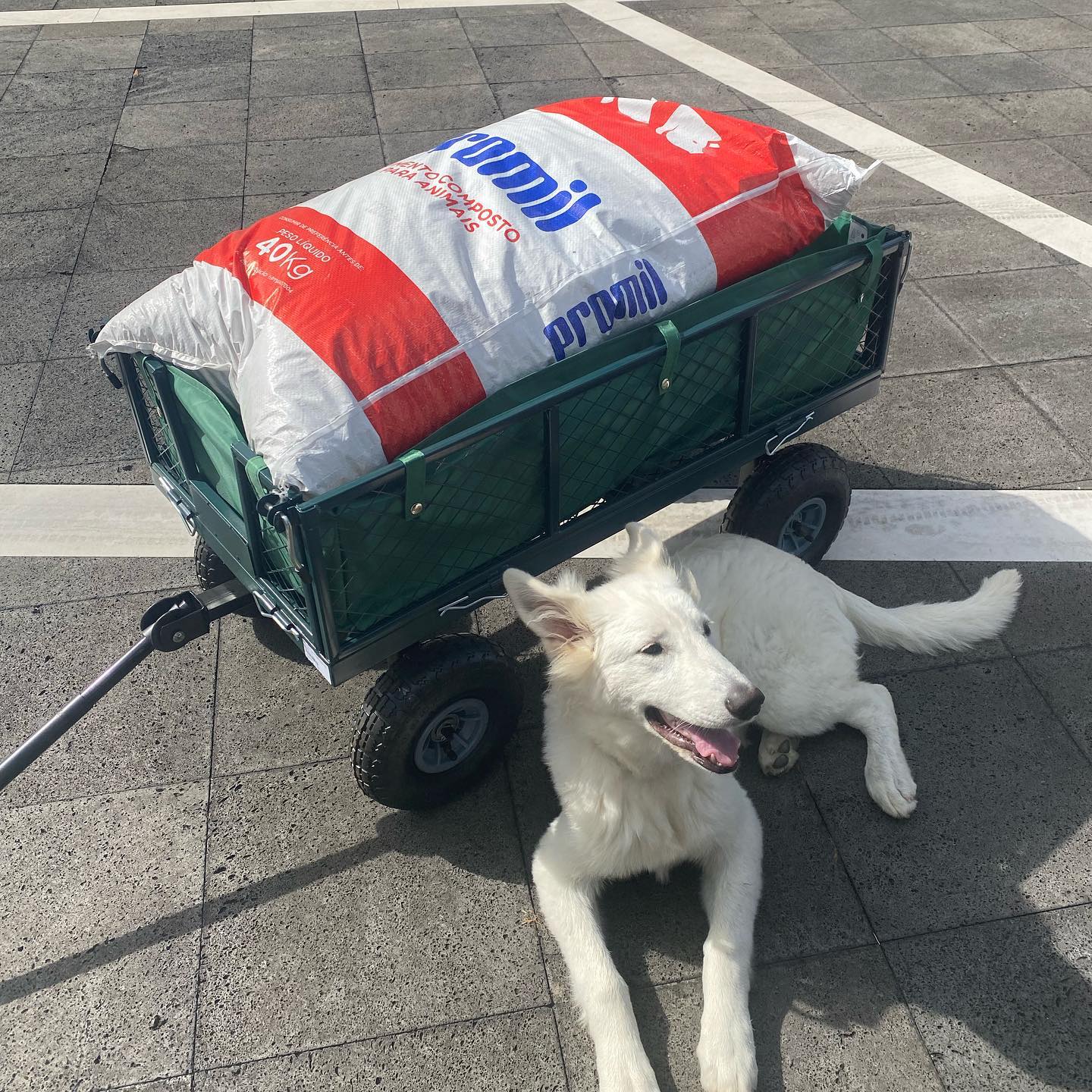 32€ worth of feed … that ought to get me €10 worth of eggs 🥚… yeah I am a loss making farmer !