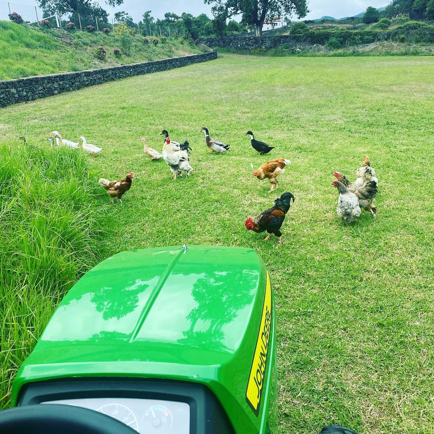 Move !!!!! 🐓 🦆🤬