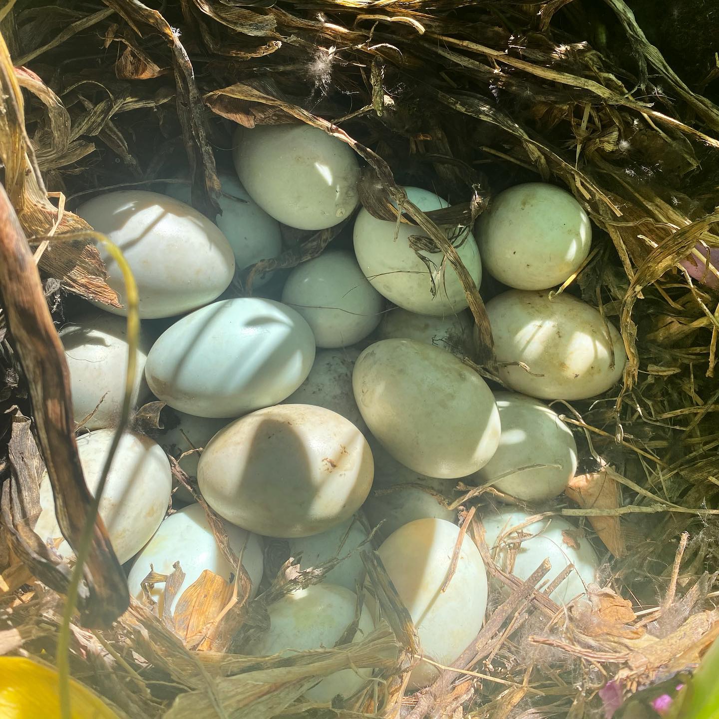 They hide them and I find them !!, almost 30 eggs 🥚 this time, had to destroy them as they started to incubate and no way I want a couple more dozen ducks 🦆!!