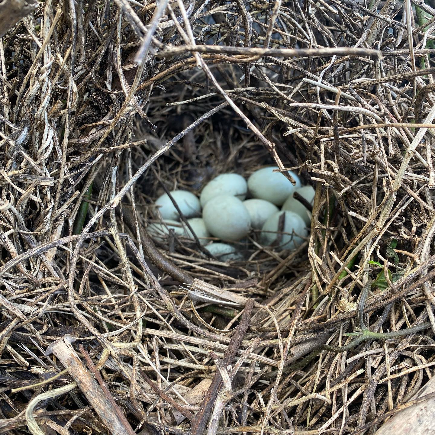 Another egg stash found 🥚 …