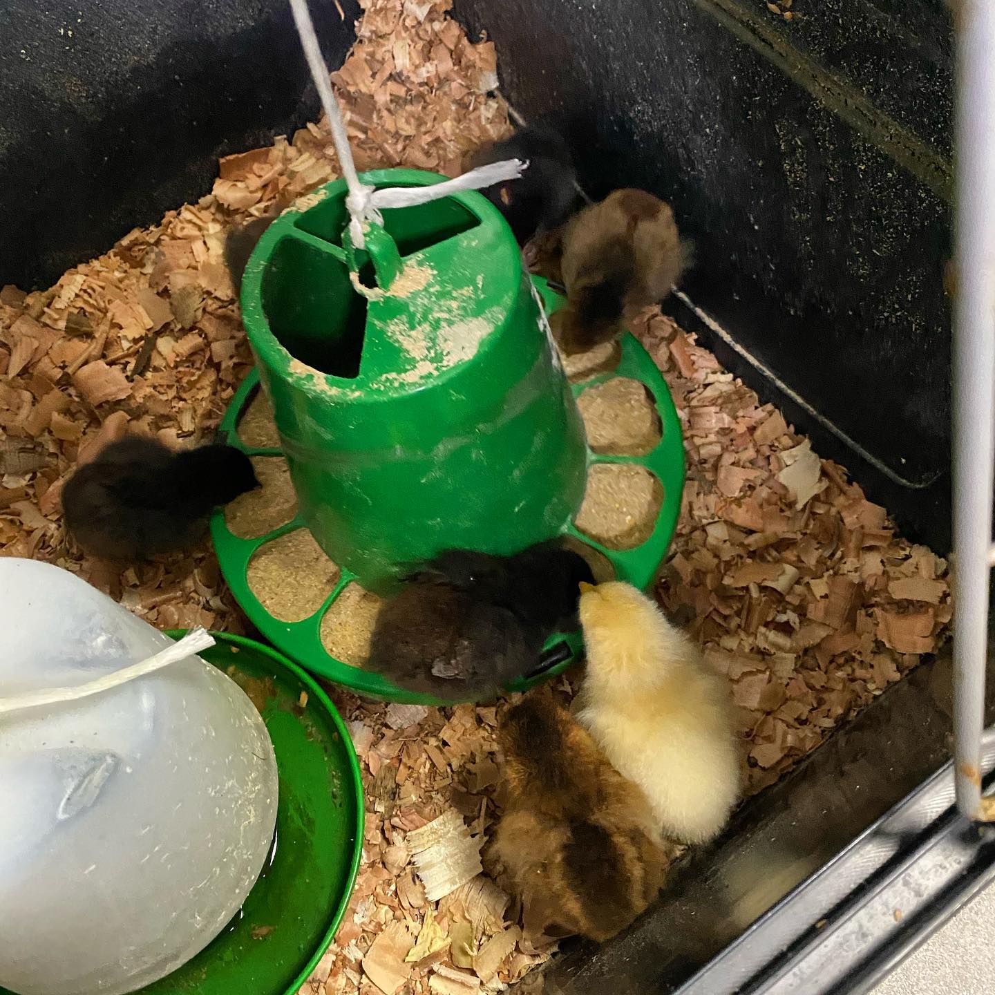 Somehow one of the chickens managed to hide and hatch  8 baby chicks, such cuties