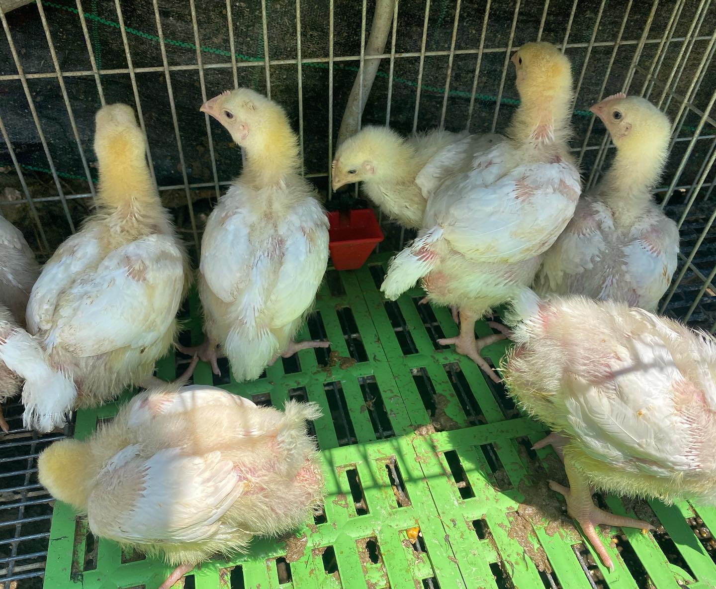 Pintos de engorda  🐓