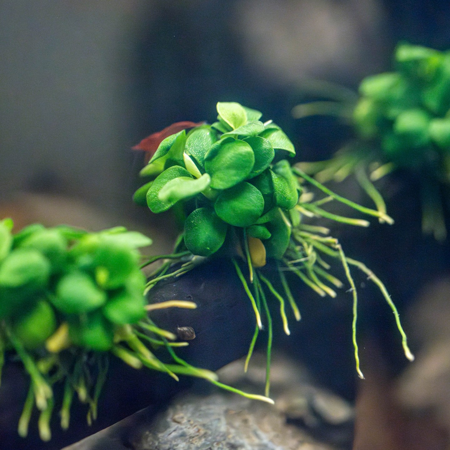 New aquarium plants – Anubias barteri ‘Mini Coin’