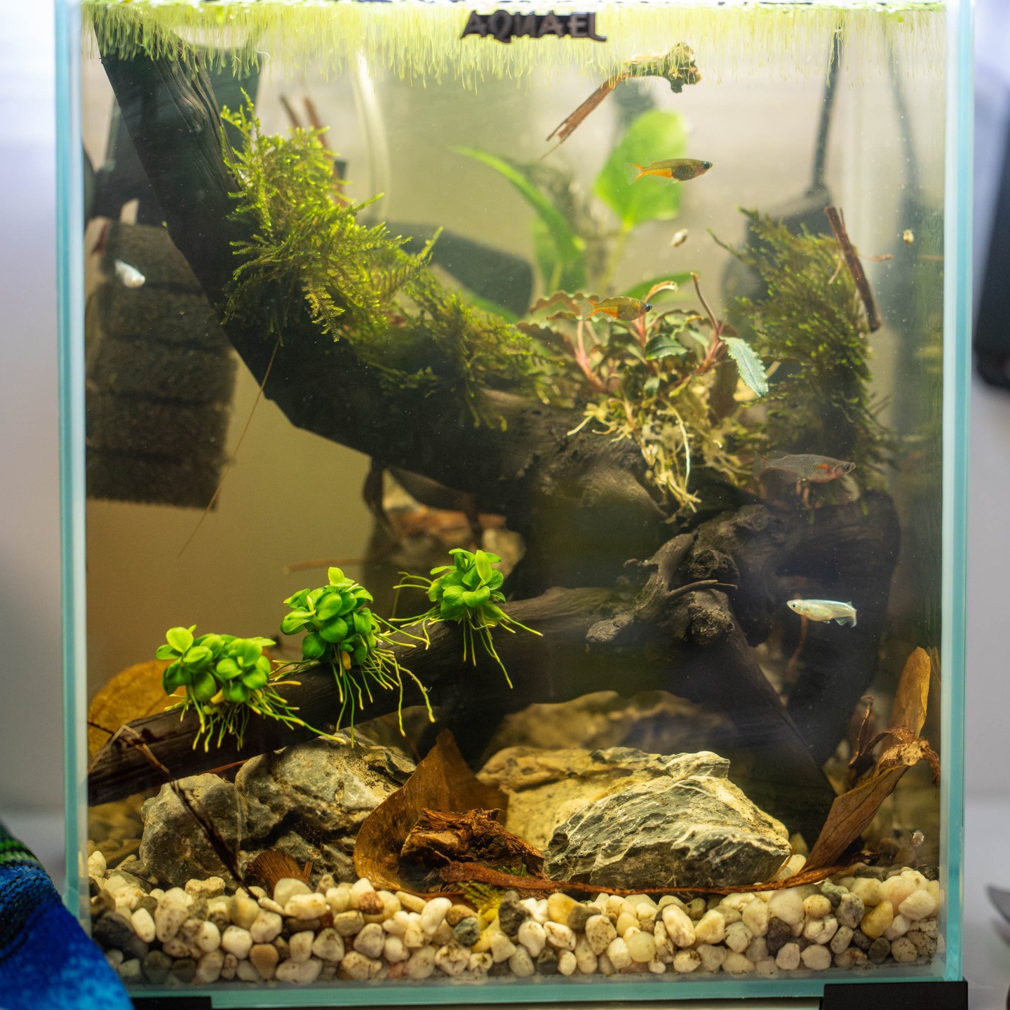 The small aquarium is done, all plants and hardscape are on it’s place, now to watch it evolve!