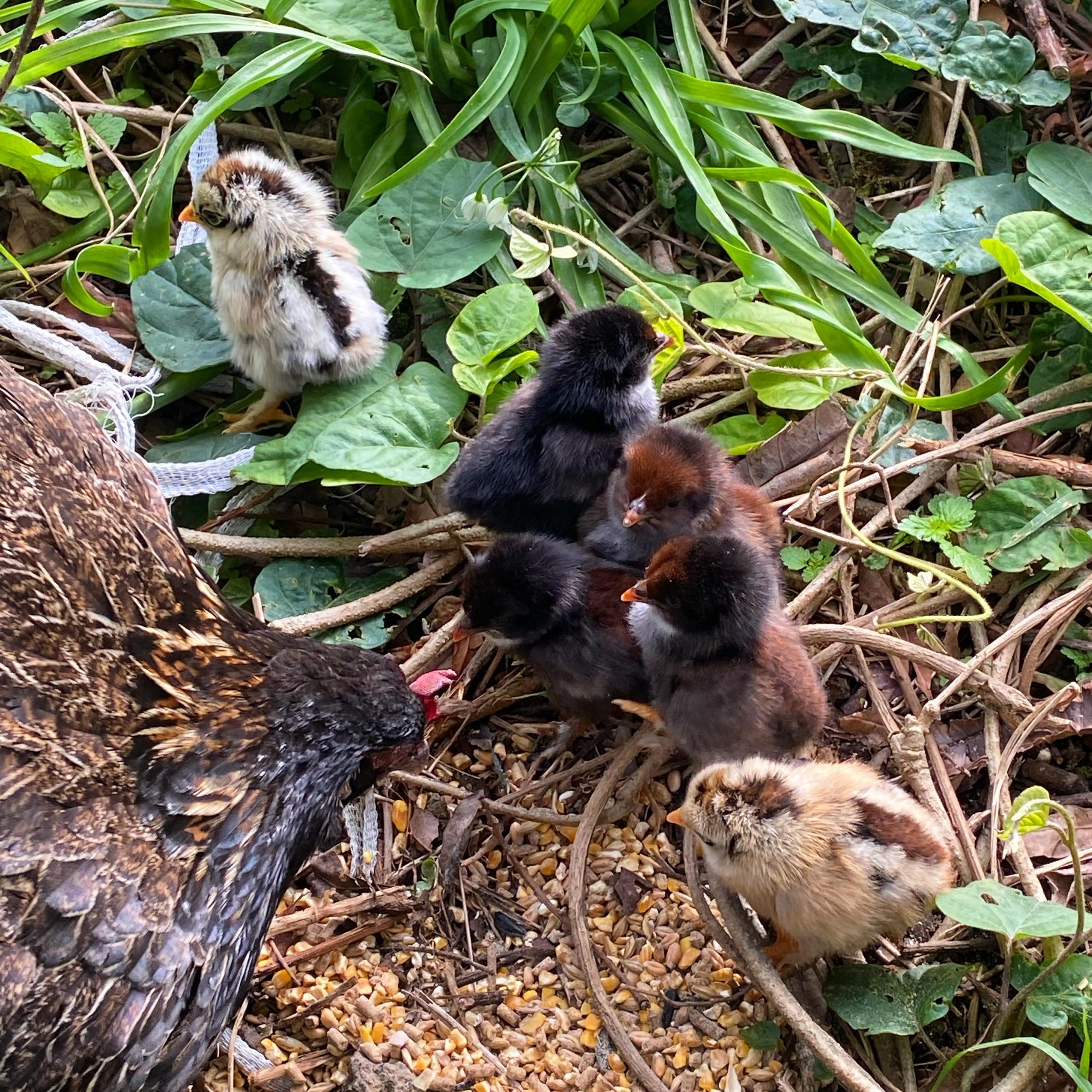 6 new baby chicks  have hatched