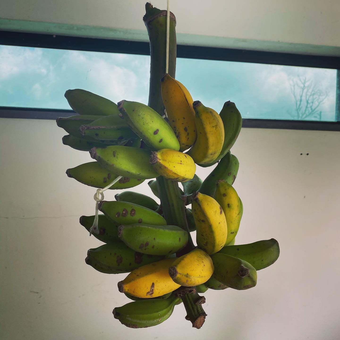 Bananas from my backyard !