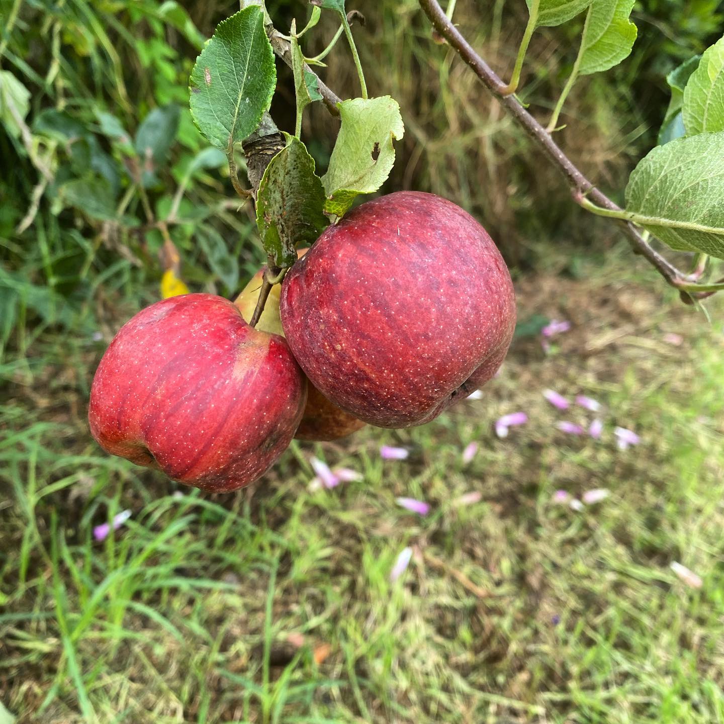 Apples  from my orchard… super sweet