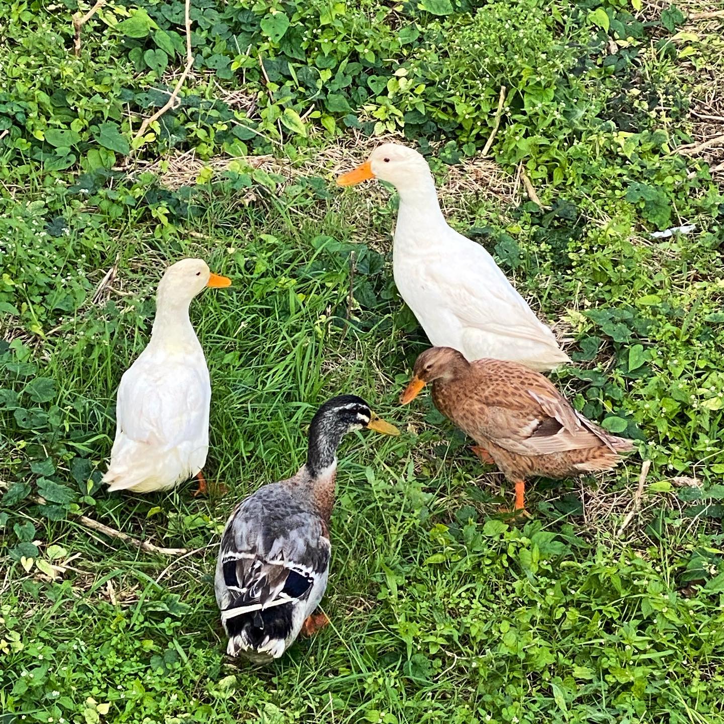 Our new ducks !