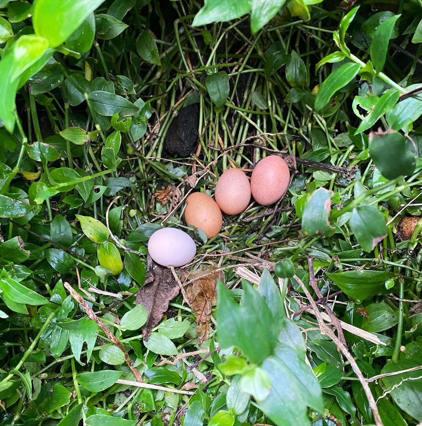 Found where the chickens have been hiding their eggs 🥚!!!