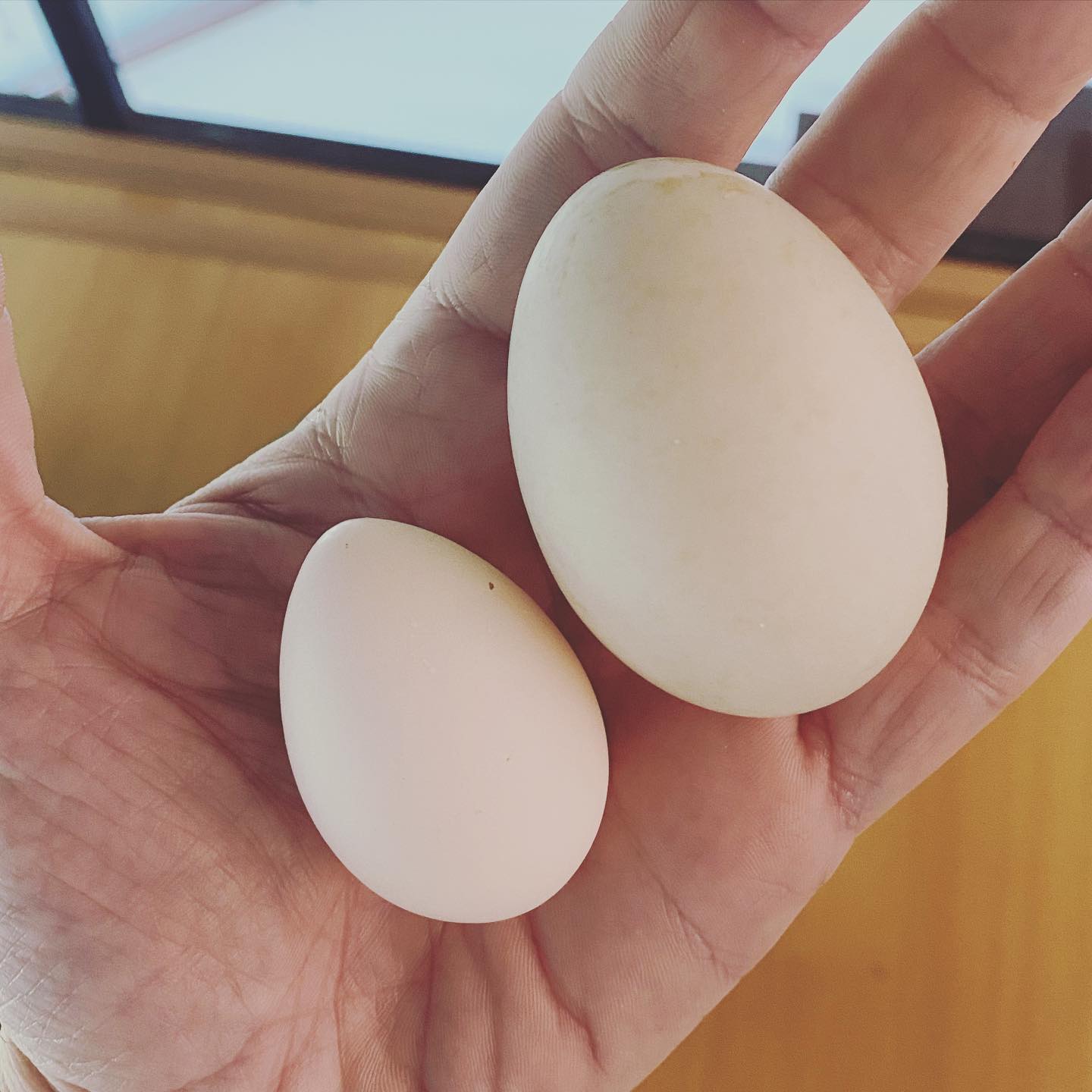 New day, new type of egg 🥚!! My Madeira chickens started to lay as well, such tiny eggs