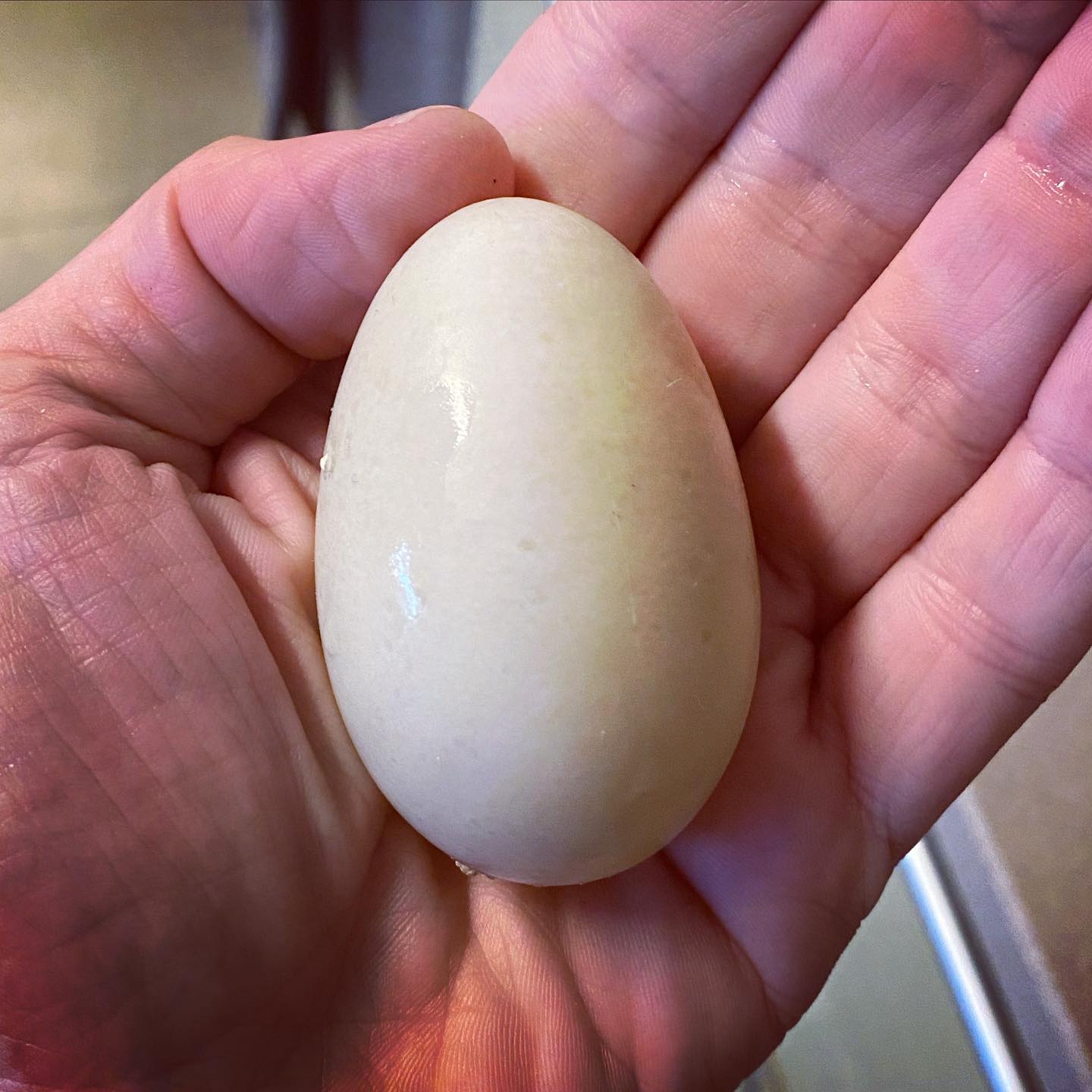 Yay 😀 my ducks started to lay eggs, my first duck 🦆 egg 🥚… Will be dinner tonight!!