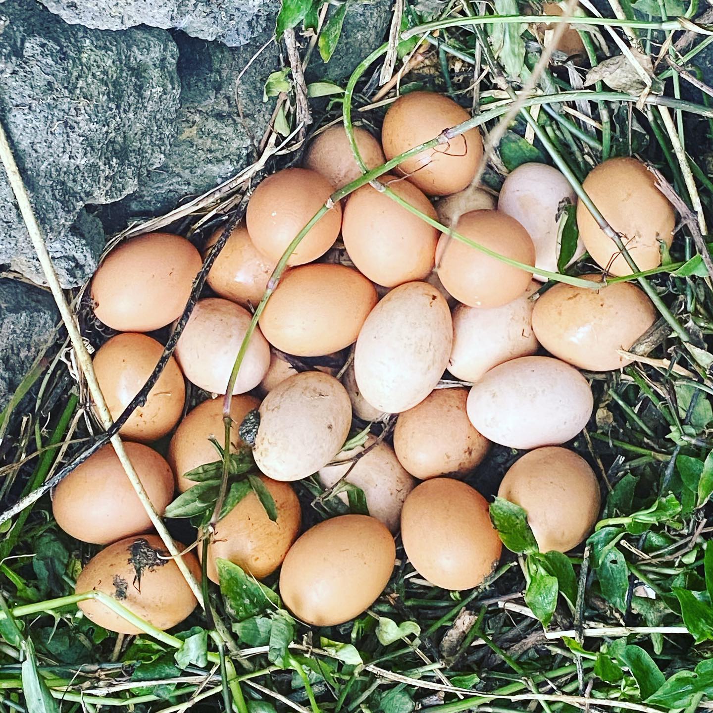 Found a new secret stack of eggs hiding in the field… 31 eggs !!