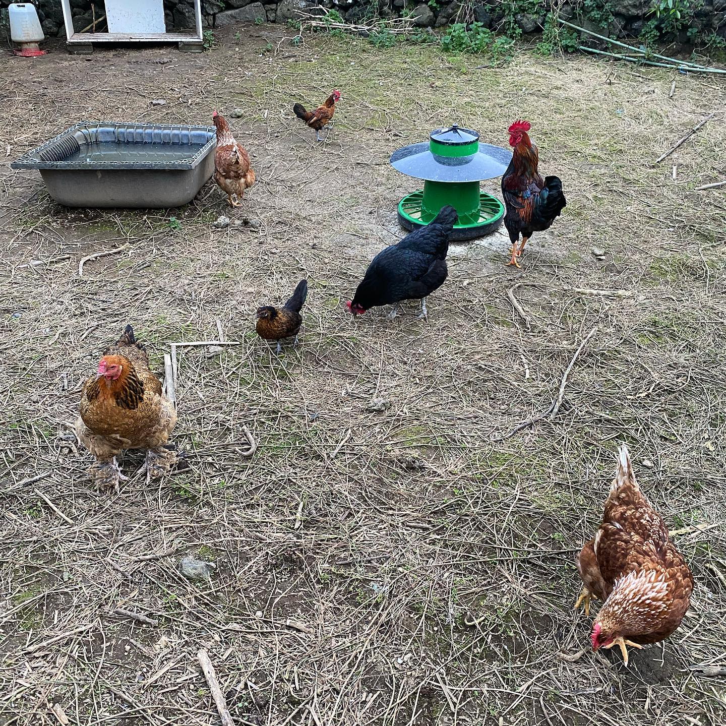 My after work therapy, feeding some bread to the chickens 🐓