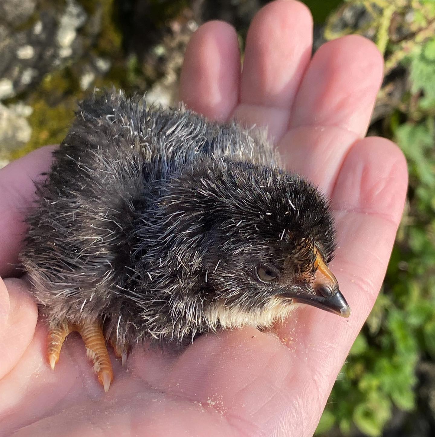 I’ll be damm, I got my first chick!!, this little one was born today !, hope it survives