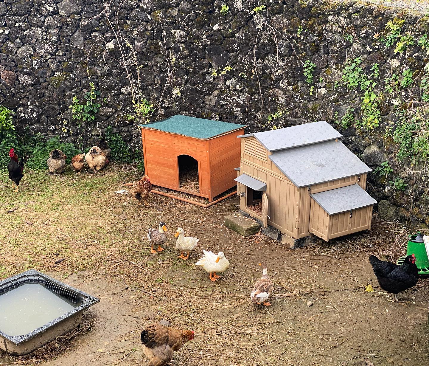 Some of the flock 🐓 🦆