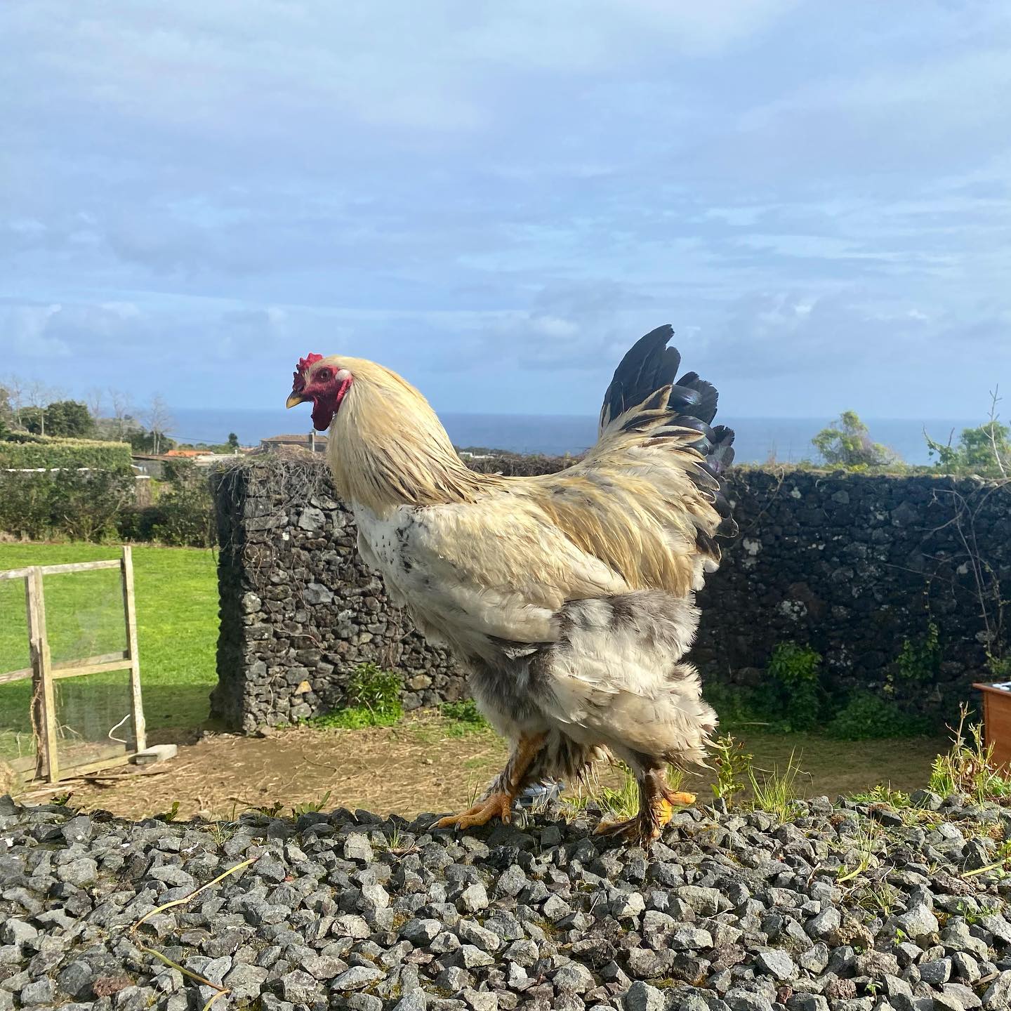 This guy is getting massive, he is still quite a young rooster, it’s a Brahma breed, so they get quite large.