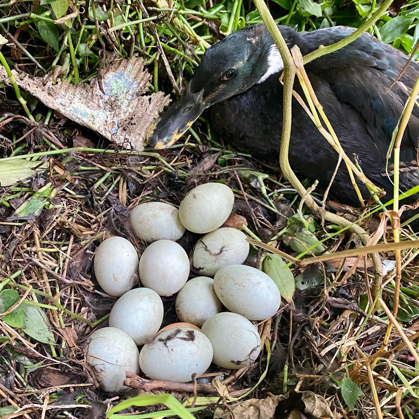Found another hidden egg 🥚 nest !
