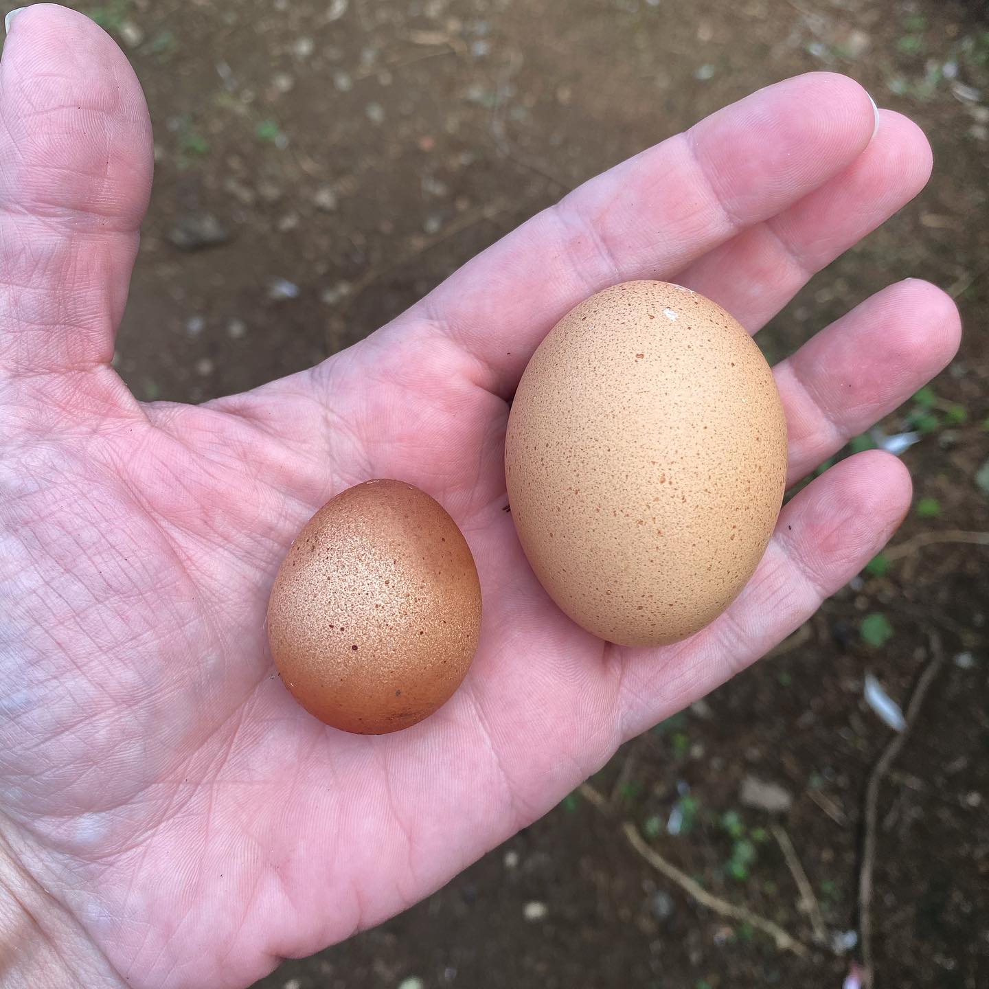 My Madeira chick first egg … such a cute little thing !!, it is my first second generation 🥚 from the chickens