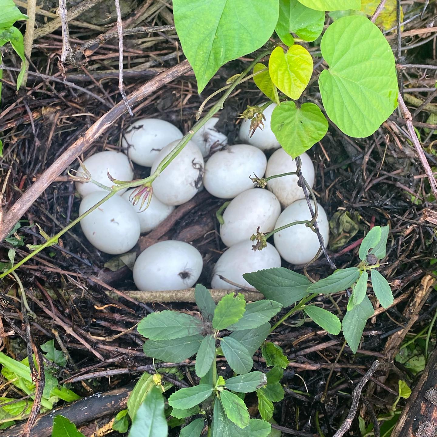 Looks like one of my ducks 🦆 is laying in the winter … 14 eggs 🥚!!