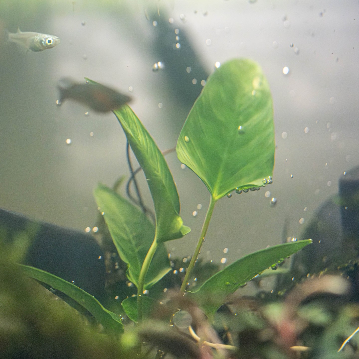 New Aquarium Plant - Anubias gracilis