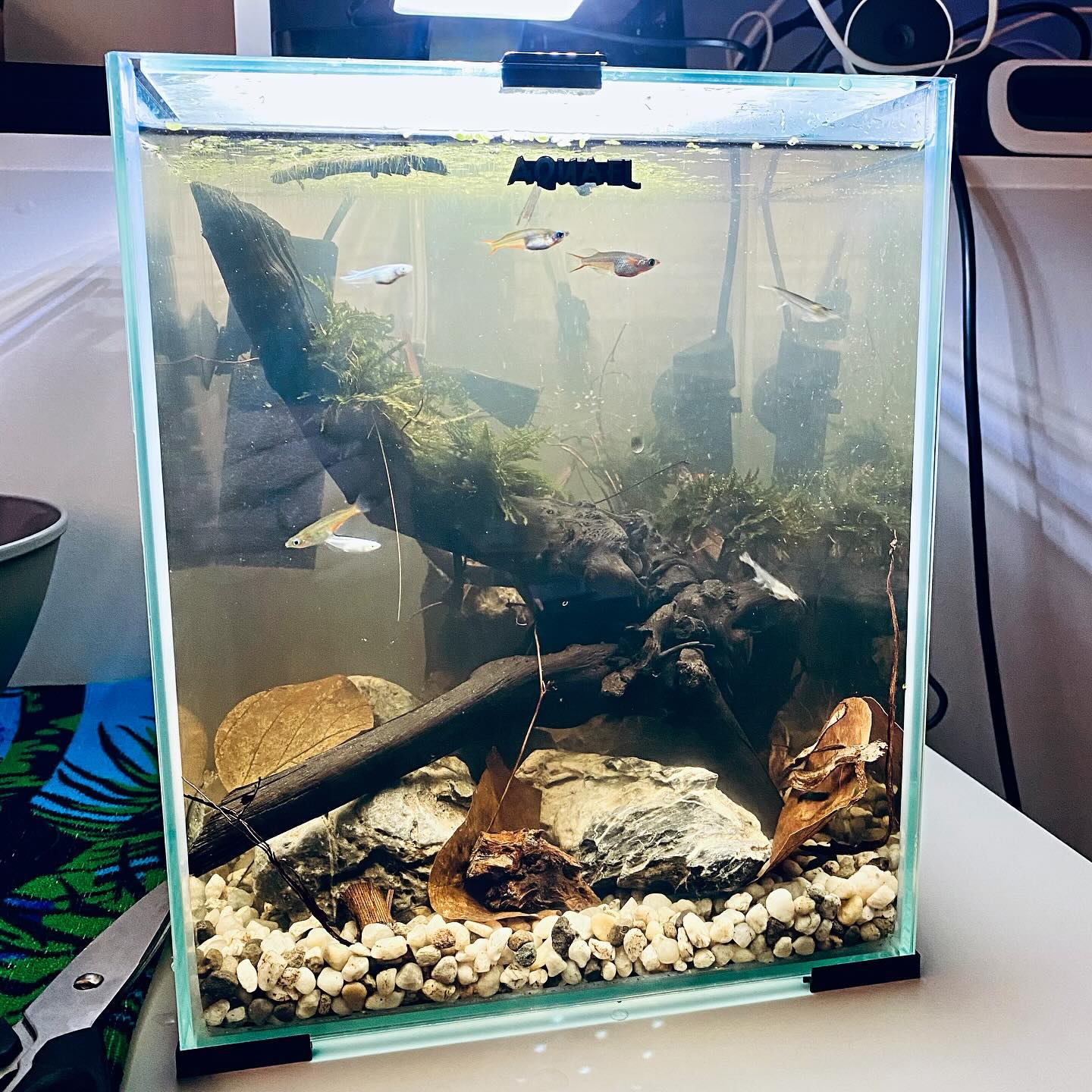 Setup a new fish thank, it’s mostly for prawns with a few fish, water is a little cloudy due to the leaves  but will clear over the next few weeks …