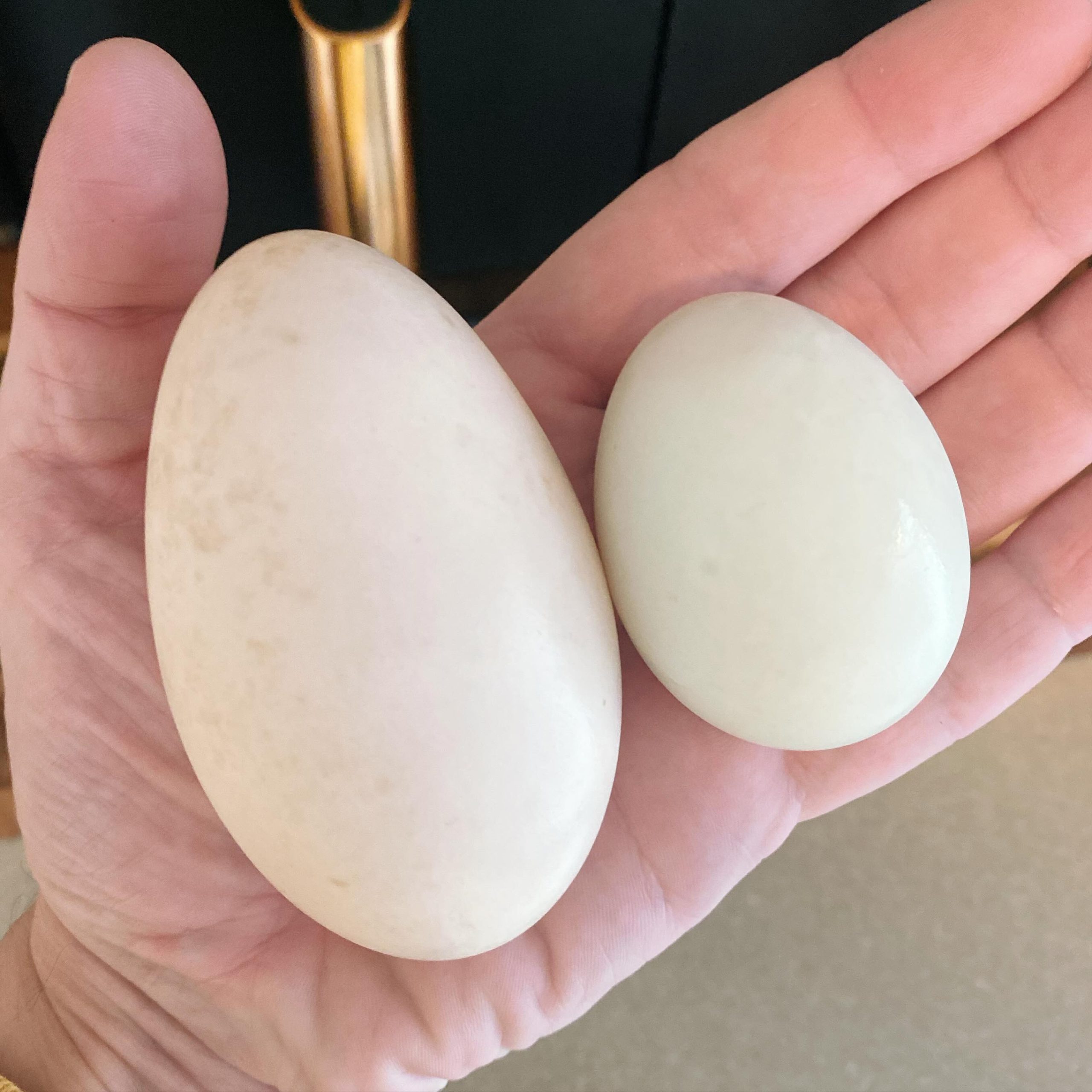 My geese 🪿 have started to lay eggs 🥚 … look at the size of that thing !!