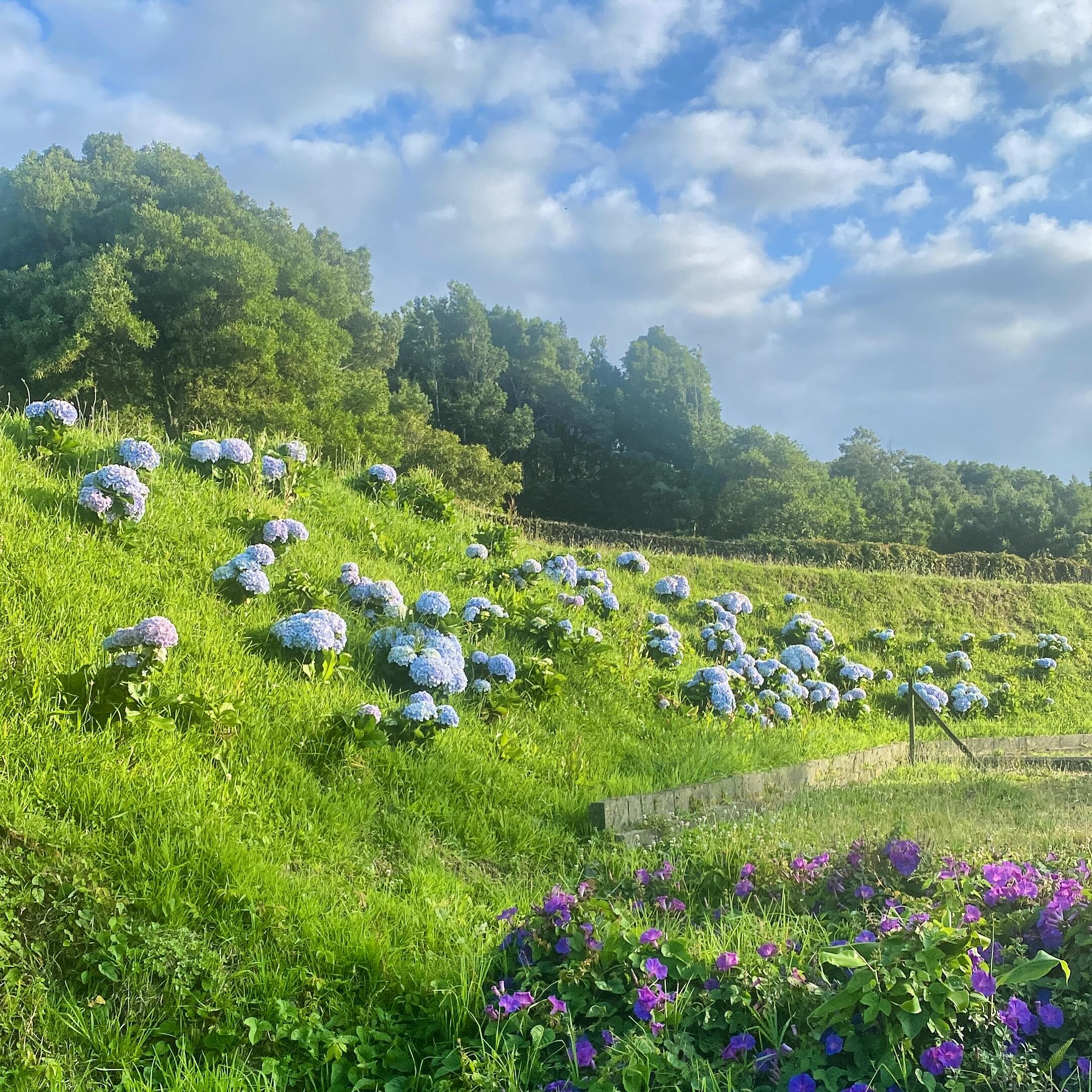 My hydrangeas are really starting to bloom, a few more years and the entire hill will be covered 🪻