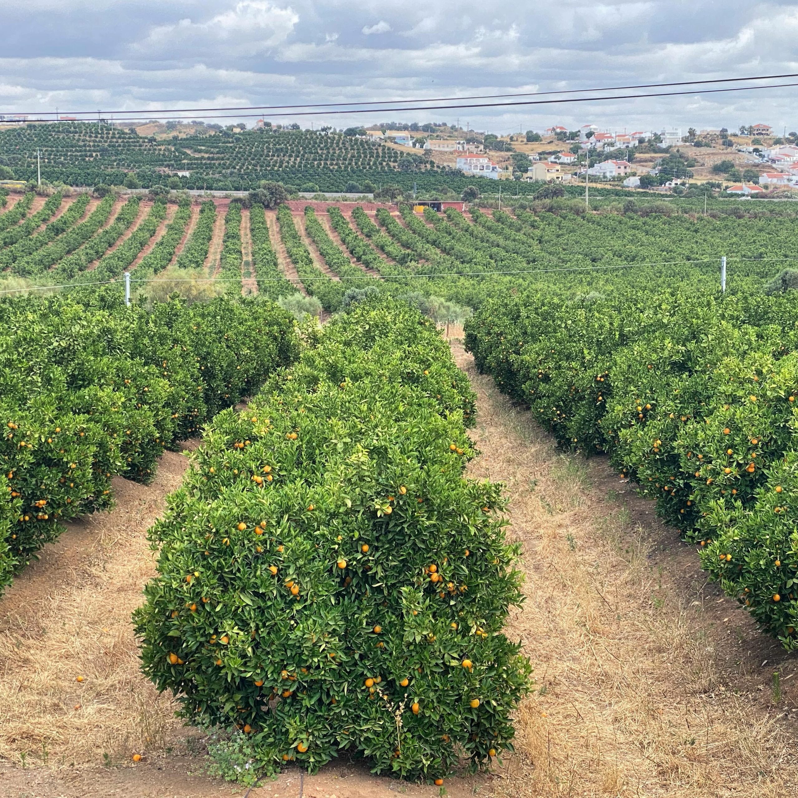 Orange groves in Algarve.