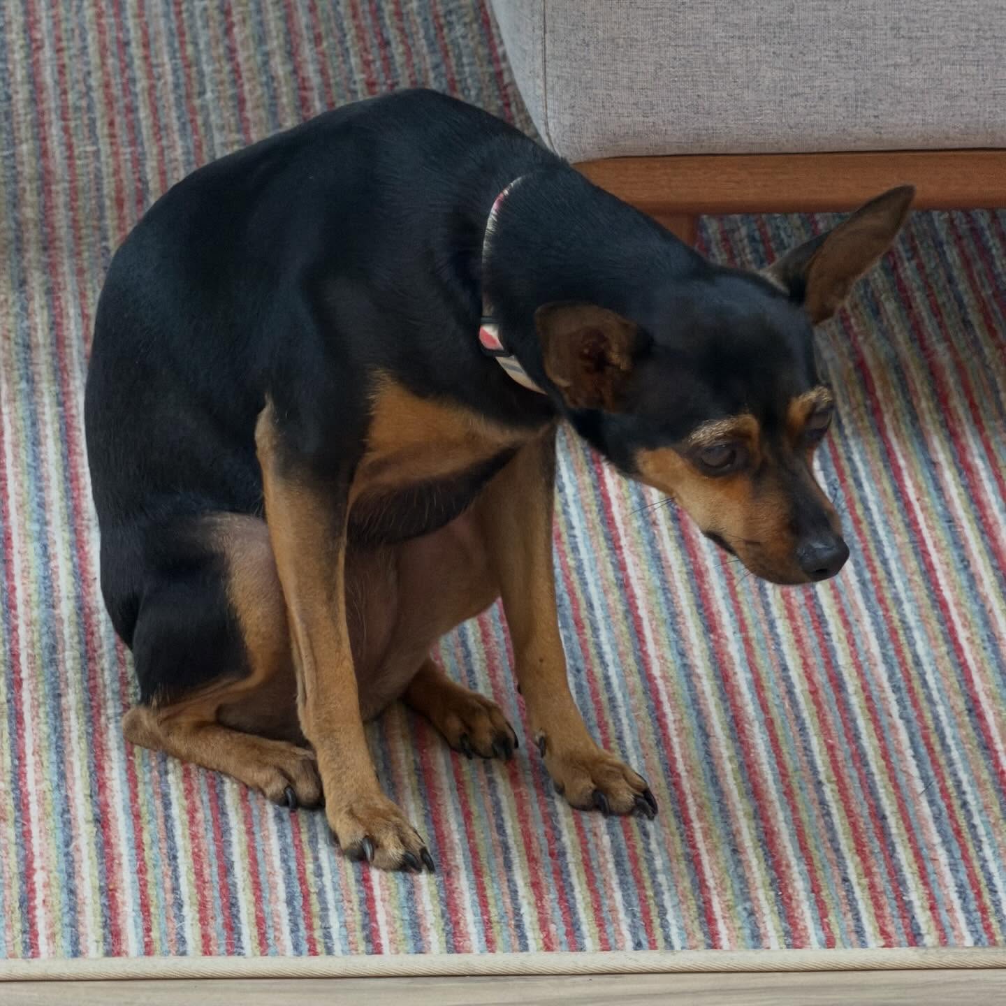 When my dog doesn’t get her way, she just stands there looking miserable! #kira #dramaQueen